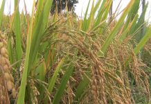 தஞ்சாவூர் மாவட்டம் நெல் கொள்முதலில் அபார சாதனை