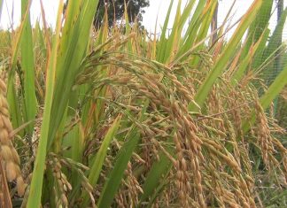 தஞ்சாவூர் மாவட்டம் நெல் கொள்முதலில் அபார சாதனை