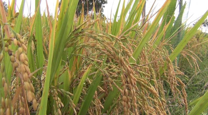 தஞ்சாவூர் மாவட்டம் நெல் கொள்முதலில் அபார சாதனை