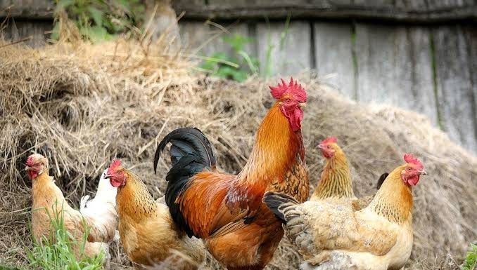 வீட்டில் கோழி இருக்கிறதா? தடுப்பூசி போடுங்க