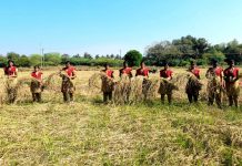 பாரம்பரிய நெல் அறுவடையில் அசத்தும் மாணவியர்