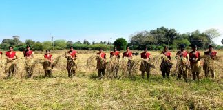 பாரம்பரிய நெல் அறுவடையில் அசத்தும் மாணவியர்