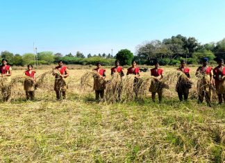 பாரம்பரிய நெல் அறுவடையில் அசத்தும் மாணவியர்