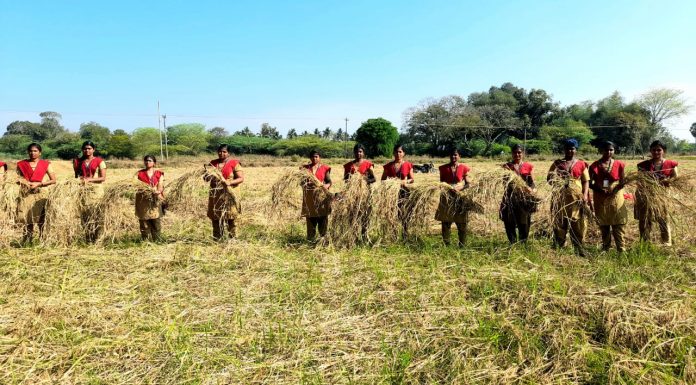 பாரம்பரிய நெல் அறுவடையில் அசத்தும் மாணவியர்